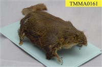 藏品(小鼯鼠)的圖片